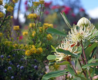 australian native flowers