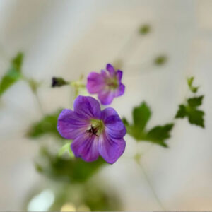 violet