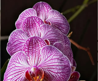 orchids